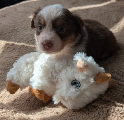 Les chiots de Berger Américain Miniature 