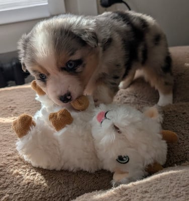 Les chiots de Berger Américain Miniature 