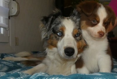 Les chiots de Berger Américain Miniature 