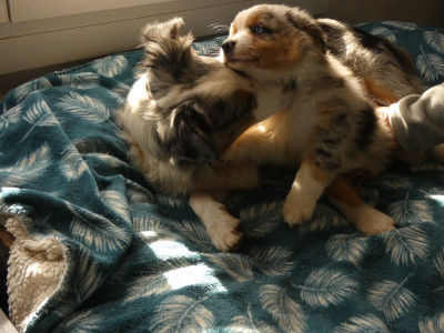 Les chiots de Berger Américain Miniature 