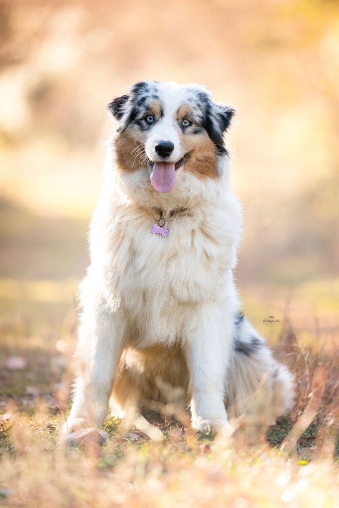 Vichy (dit vanille) du Duncallipsy