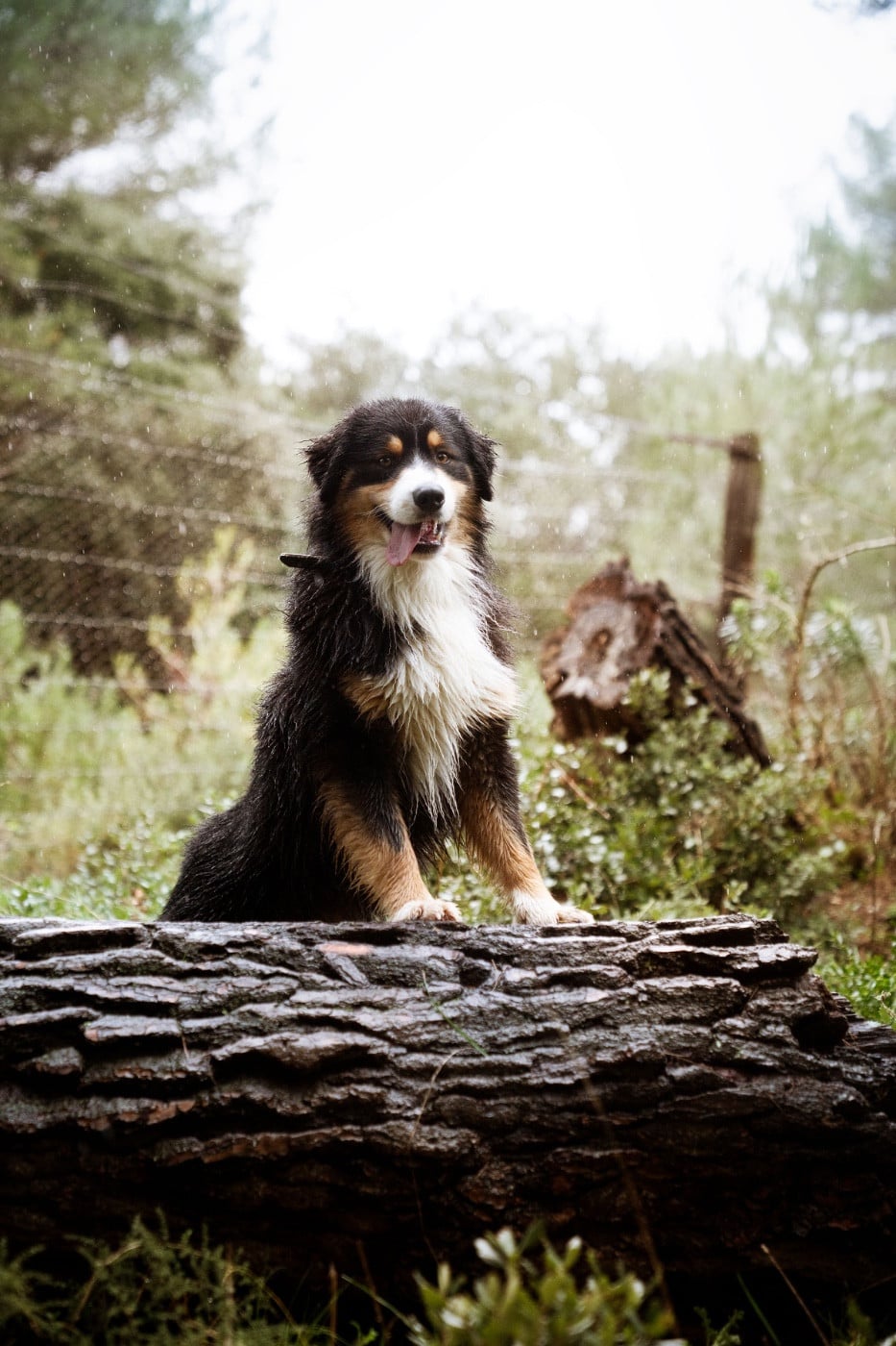 Viking ask Du Val Danton