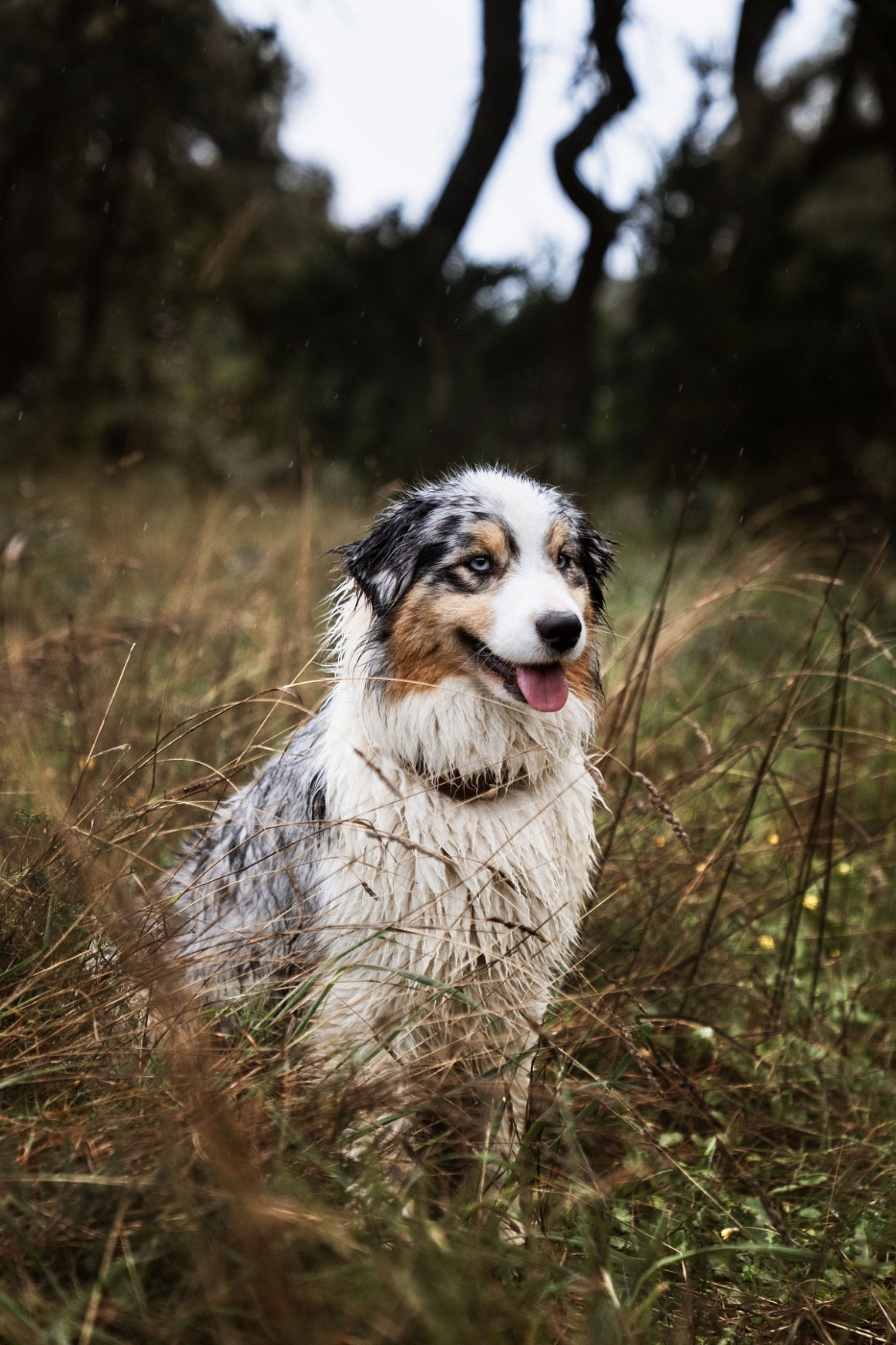 Vichy (dit vanille) du Duncallipsy