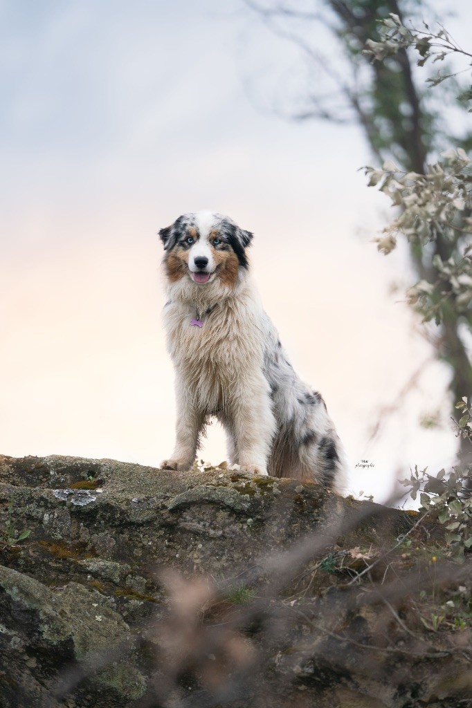 Vichy (dit vanille) du Duncallipsy