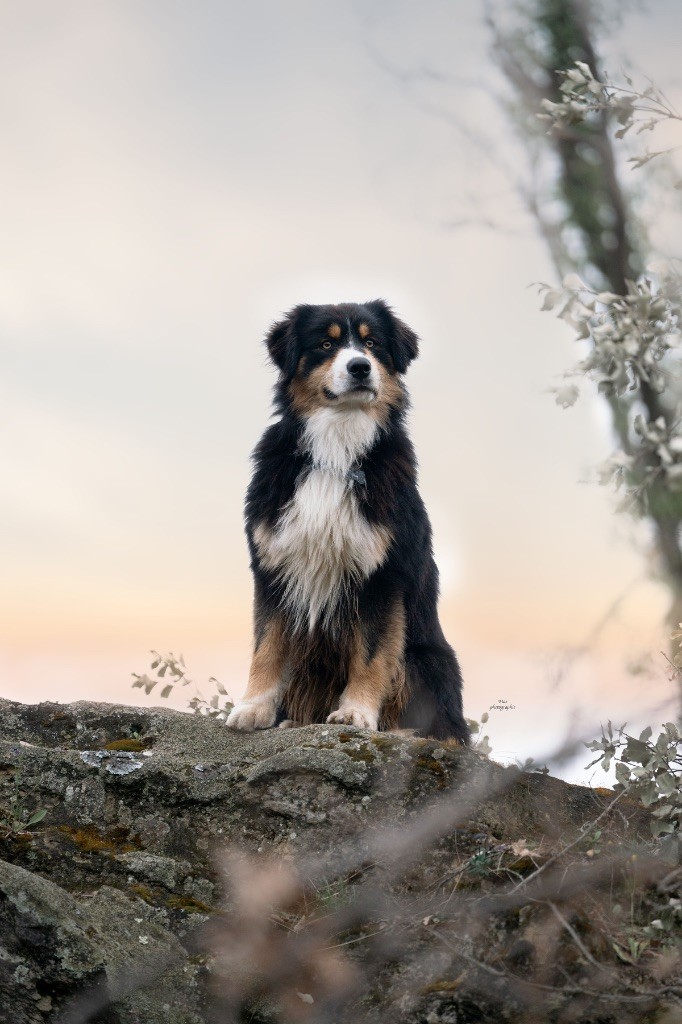 Viking ask du val danton