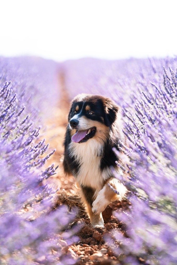 Viking ask du val danton