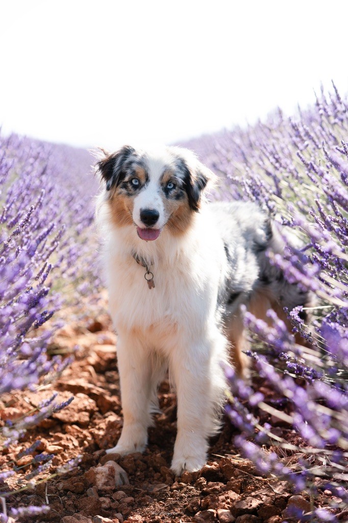 Vichy (dit vanille) du Duncallipsy