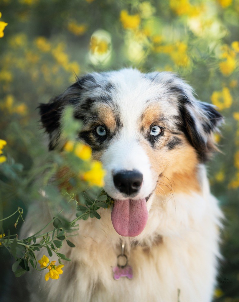 Vichy (dit vanille) du Duncallipsy