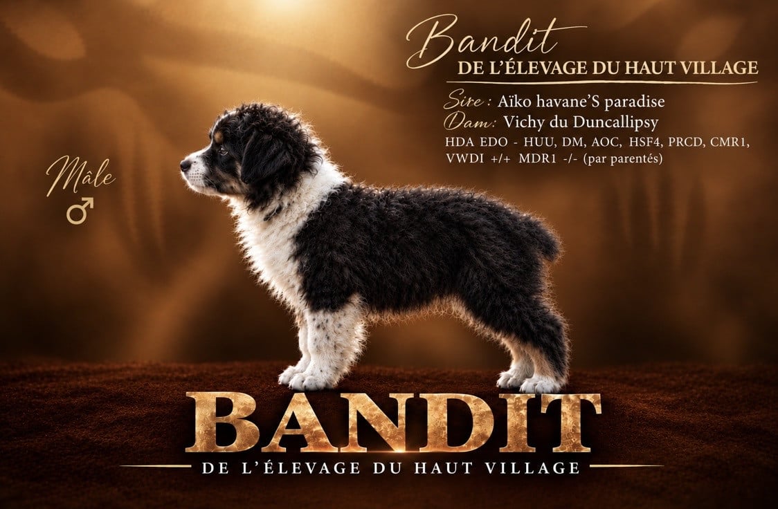 Bandit de l élevage du haut village - Berger Australien