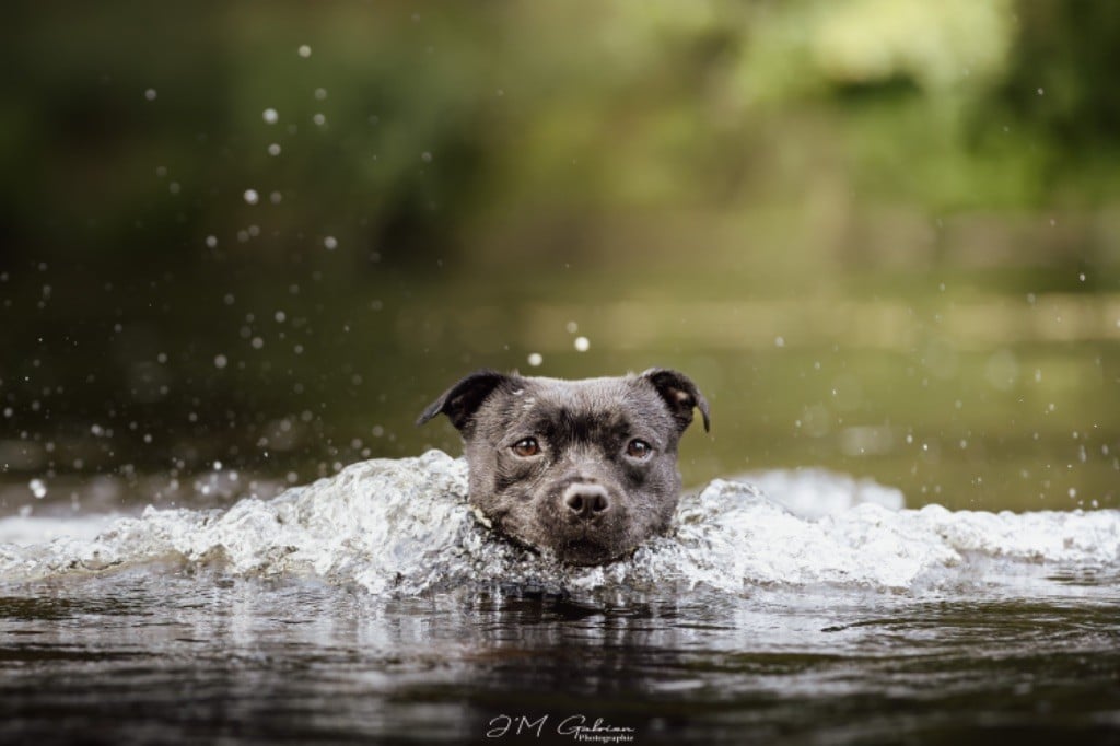 forever bull Incredible