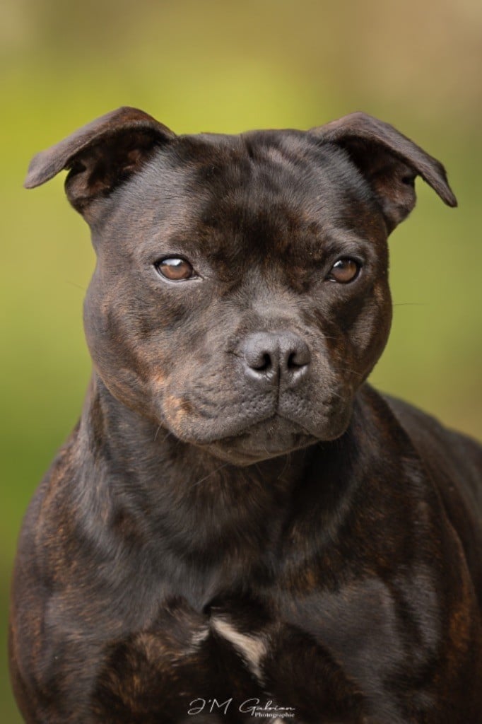 zarlorstar Uppercut on your face