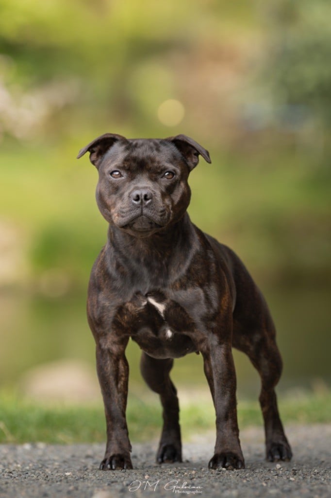 zarlorstar Uppercut on your face