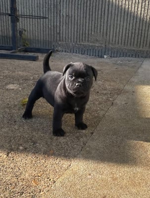 Les chiots de Staffordshire Bull Terrier
