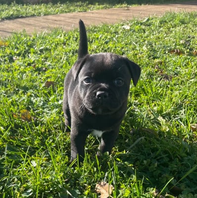 Les chiots de Staffordshire Bull Terrier