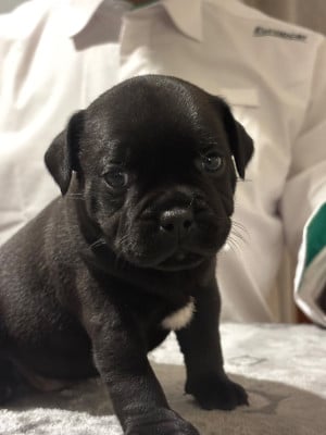 Les chiots de Staffordshire Bull Terrier