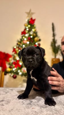 Staffordshire Bull Terrier