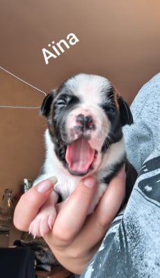 Les chiots de Staffordshire Bull Terrier