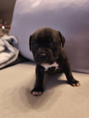 Staffordshire Bull Terrier