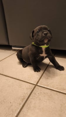 Les chiots de Staffordshire Bull Terrier