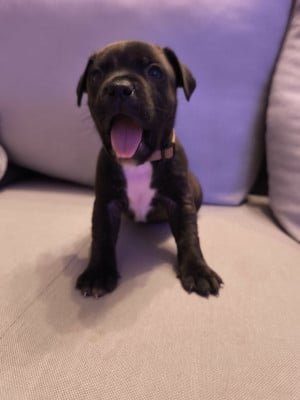 Les chiots de Staffordshire Bull Terrier