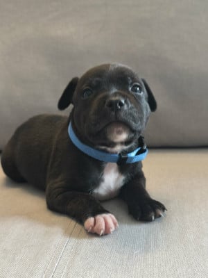 Les chiots de Staffordshire Bull Terrier