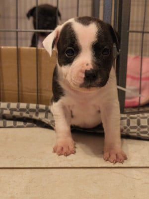 Les chiots de Staffordshire Bull Terrier