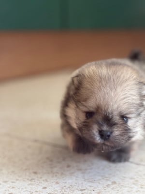 Les chiots de Spitz allemand