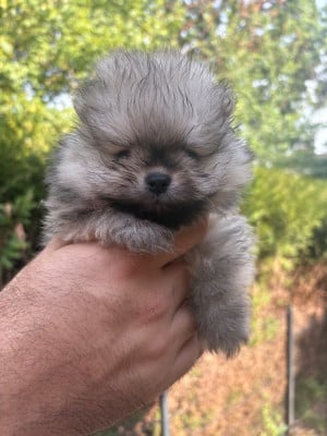 Les chiots de Spitz allemand