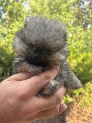 Les chiots de Spitz allemand