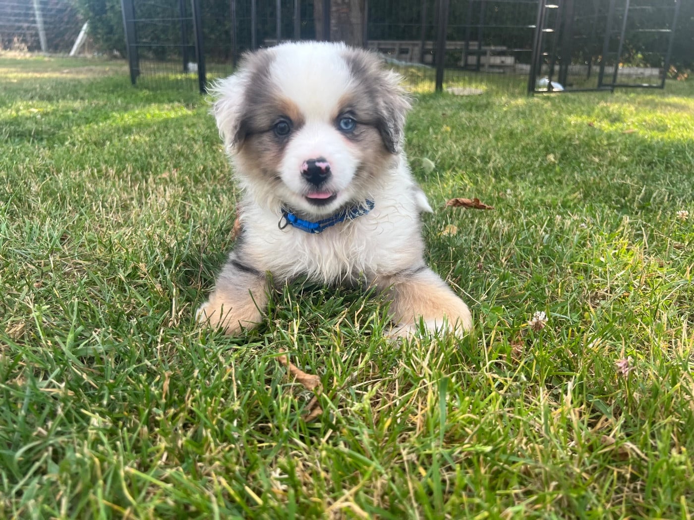 BLEU MERLE - Berger Américain Miniature