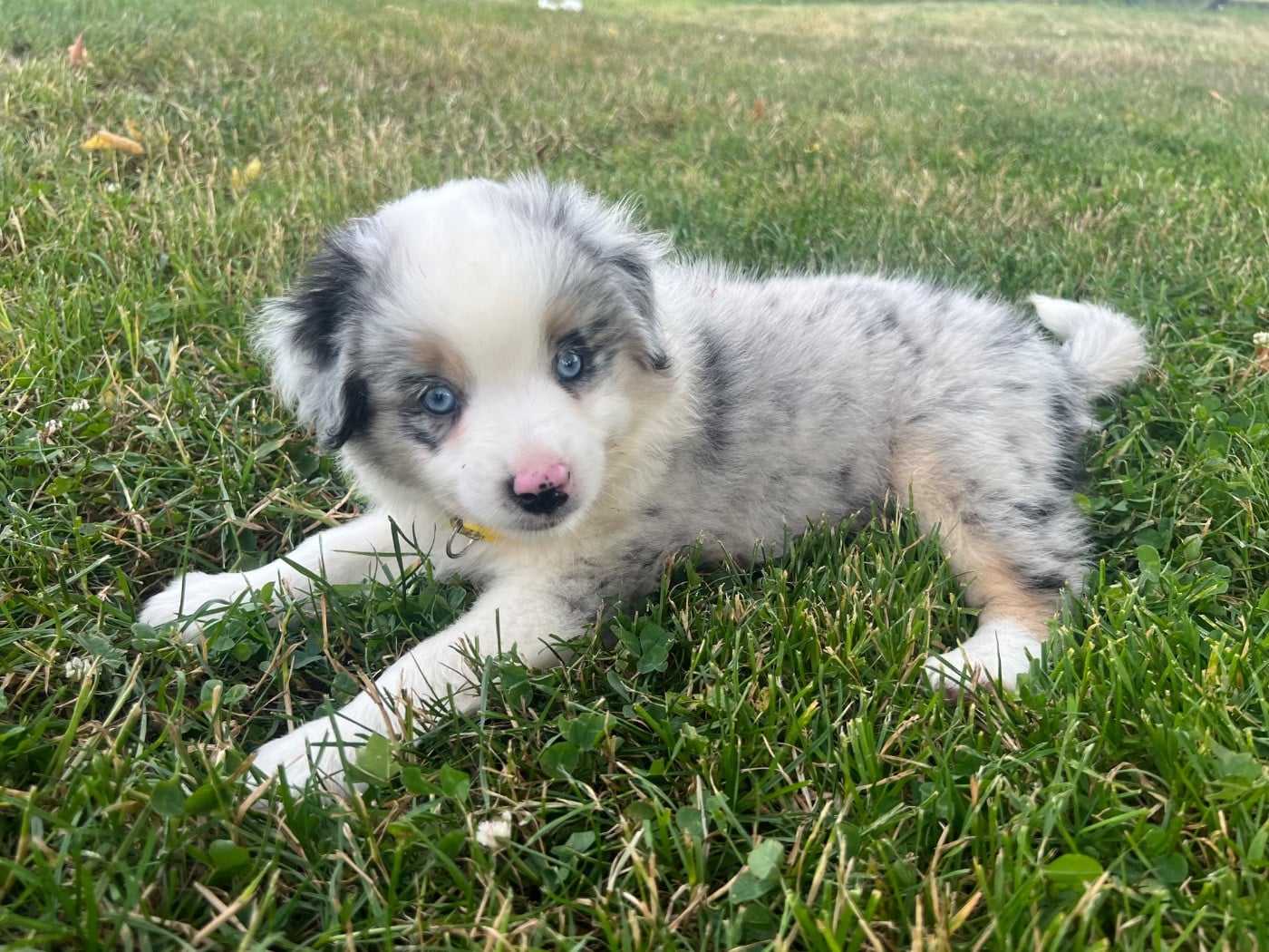 bleu merle - Berger Américain Miniature
