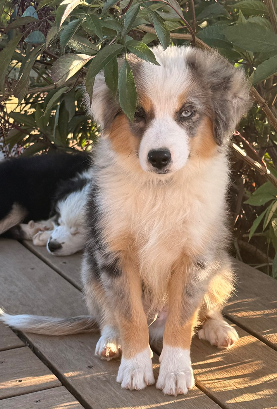 BLEU MERLE - Berger Américain Miniature 