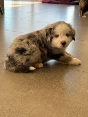 Les chiots de Berger Américain Miniature