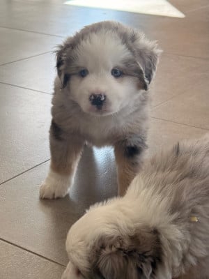 Les chiots de Berger Américain Miniature