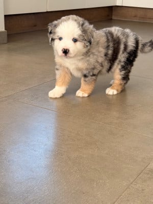 Les chiots de Berger Américain Miniature