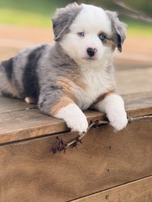 Les chiots de Berger Américain Miniature 