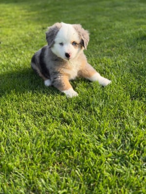 Les chiots de Berger Américain Miniature 