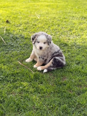 Les chiots de Berger Américain Miniature 
