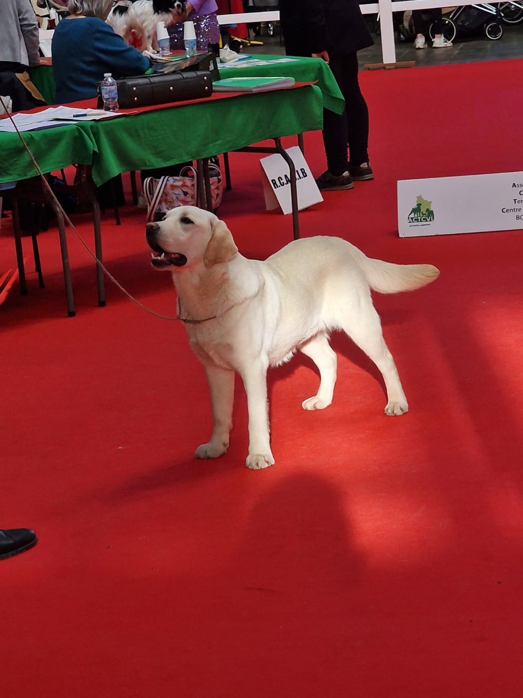 Auk-owen logis caline