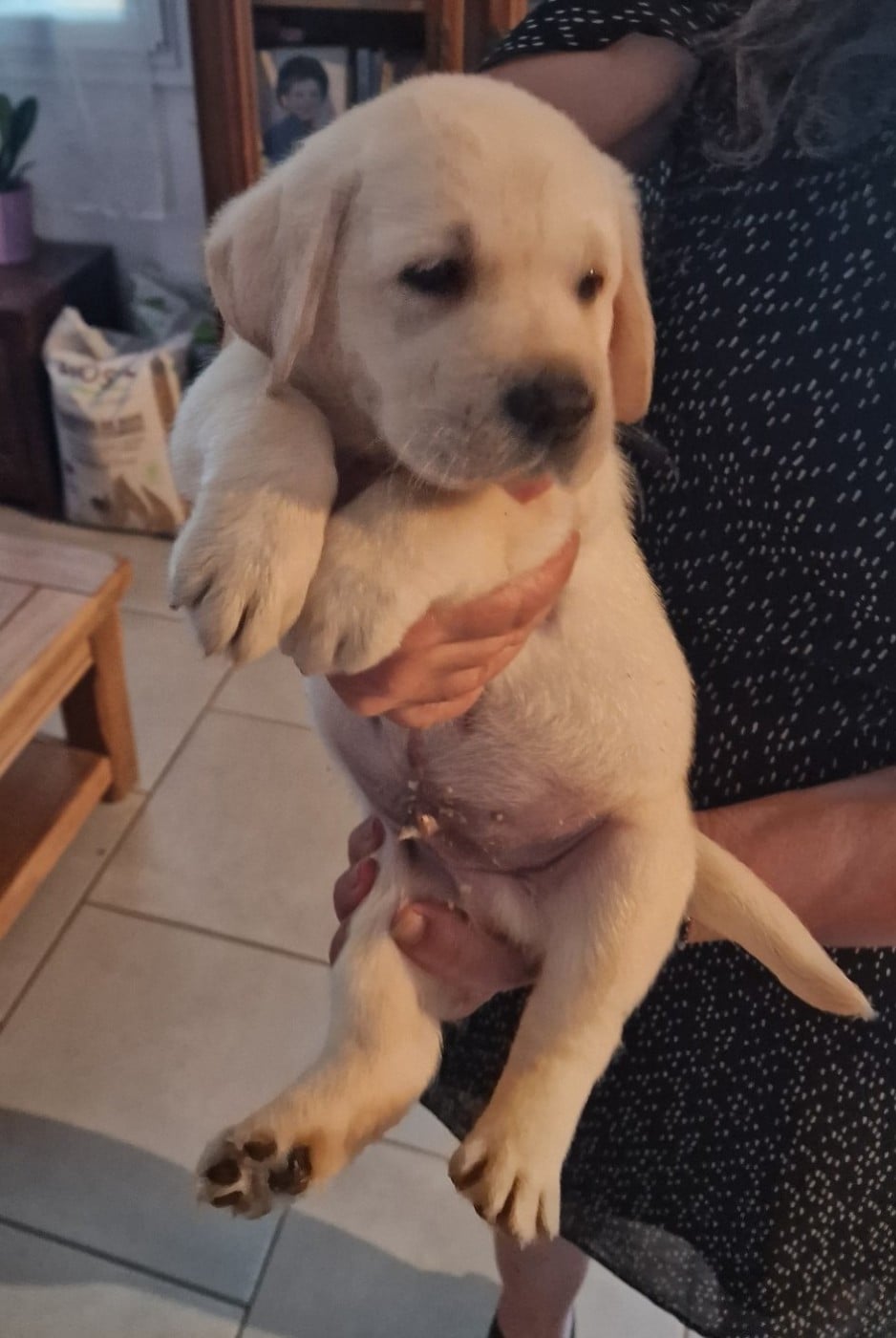 CHIOT 7 - Labrador Retriever
