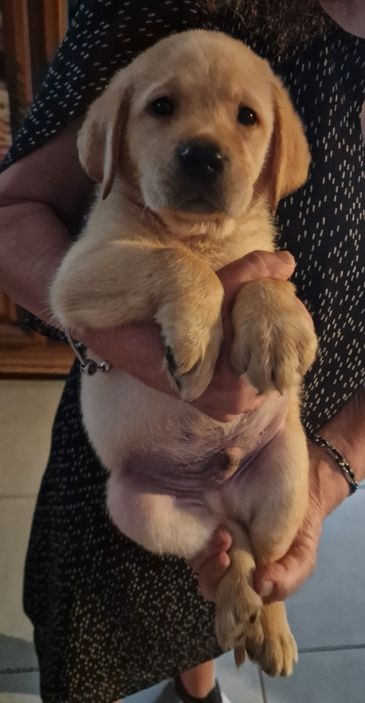 CHIOT 8 - Labrador Retriever
