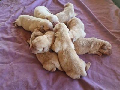 Les chiots de Labrador Retriever