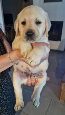 Les chiots de Labrador Retriever