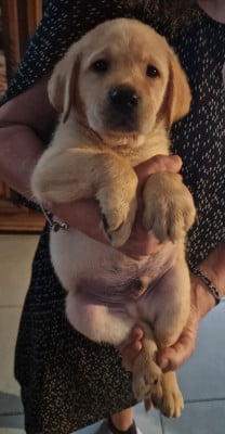 Les chiots de Labrador Retriever