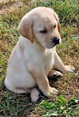 Les chiots de Labrador Retriever