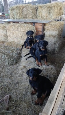 Les chiots de Berger de Beauce