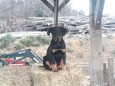 Les chiots de Berger de Beauce