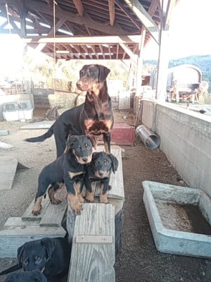 Les chiots de Berger de Beauce