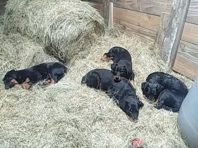 Les chiots de Berger de Beauce