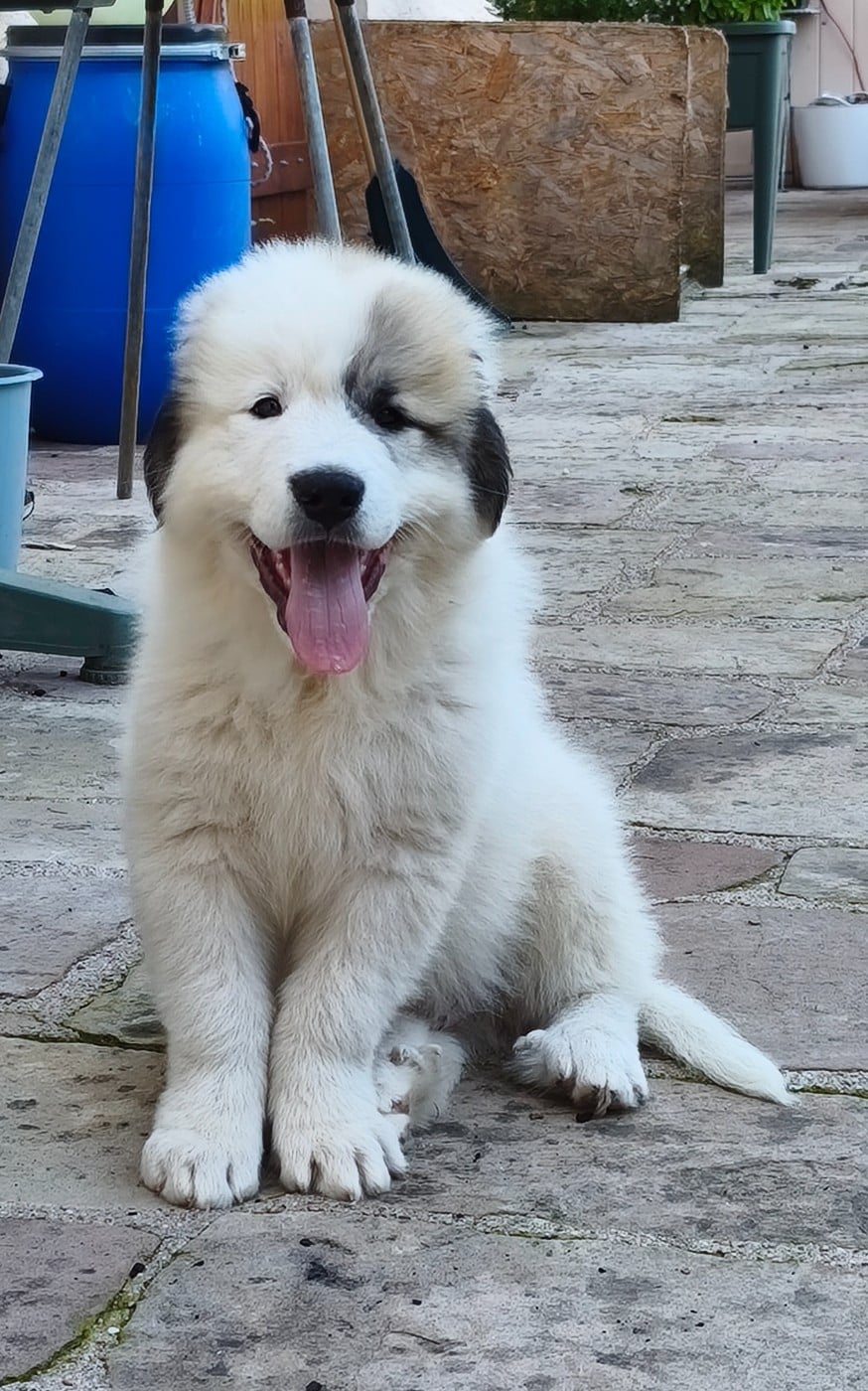 Chien de Montagne des Pyrenees - De L?Echo Des Vosges Pattes